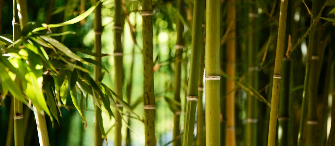 Bambu para o cabelo